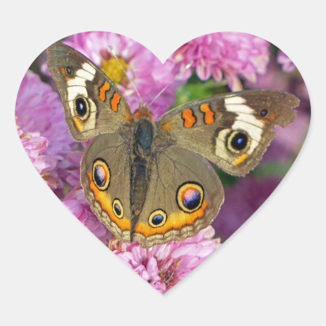 Common Buckeye Butterfly Heart Sticker (Front)