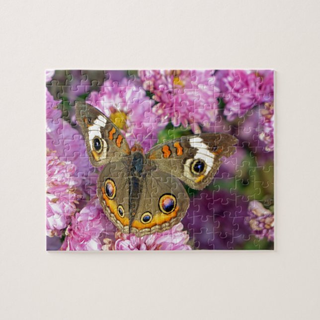 Common Buckeye Butterfly Jigsaw Puzzle (Horizontal)