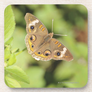 Common buckeye butterfly, Junonia coenia. Coaster