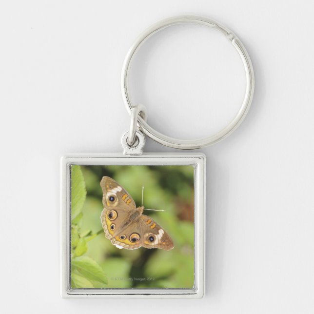 Common buckeye butterfly, Junonia coenia. Key Ring (Front)