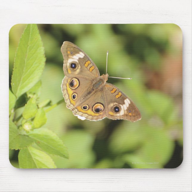 Common buckeye butterfly, Junonia coenia. Mouse Pad (Front)