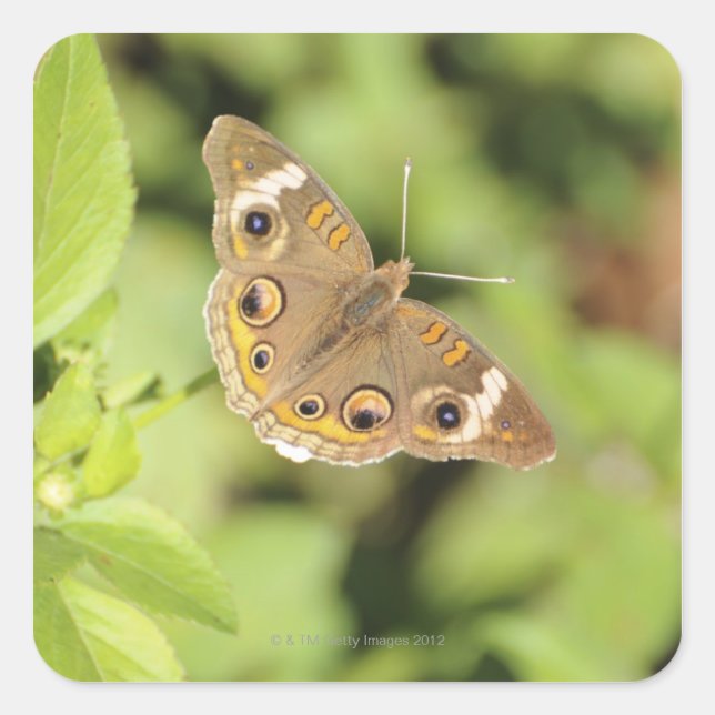Common buckeye butterfly, Junonia coenia. Square Sticker (Front)