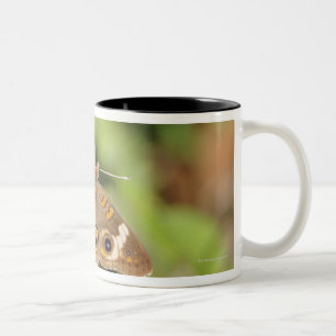 Common buckeye butterfly, Junonia coenia. Two-Tone Coffee Mug