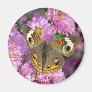 Common Buckeye Butterfly Magnet