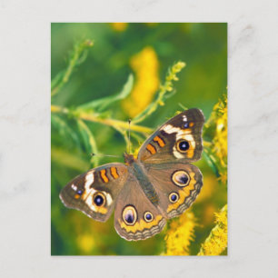 Common Buckeye Butterfly on Goldenrod Postcard