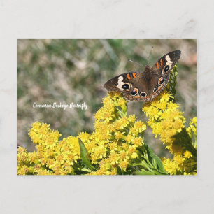 Common Buckeye Butterfly Postcard