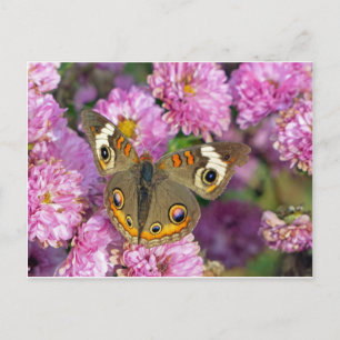 Common Buckeye Butterfly Postcard
