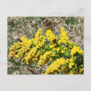 Common Buckeye Butterfly Postcard