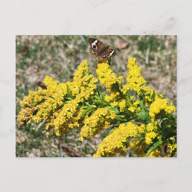 Common Buckeye Butterfly Postcard (Front)