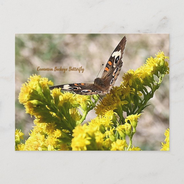 Common Buckeye Butterfly Postcard (Front)