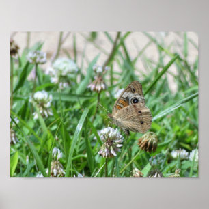 Common Buckeye Butterfly Poster
