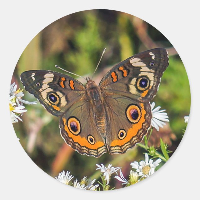 Common Buckeye Butterfly Round Sticker (Front)