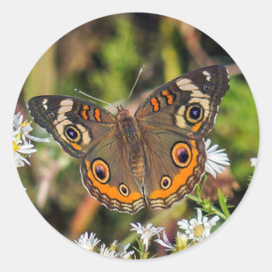 Common Buckeye Butterfly Round Sticker