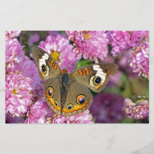 Common Buckeye Butterfly Stationery