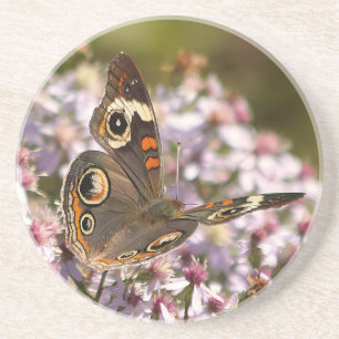 Common Buckeye on Pink Aster Coaster