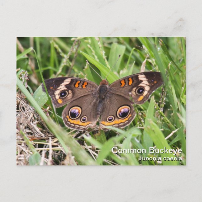 Common Buckeye Postcard (Front)