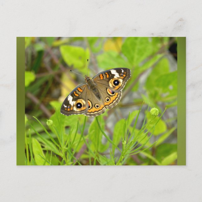 Common Buckeye  Postcard (Front)