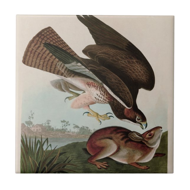 Common Buzzard Birds of America Audubon Print Ceramic Tile (Front)