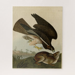 Common Buzzard - from Audubon's Birds of America Jigsaw Puzzle