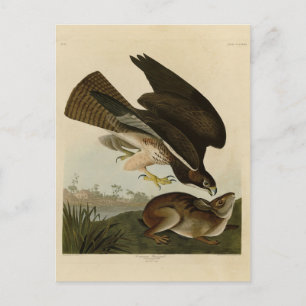 Common Buzzard - from Audubon's Birds of America Postcard