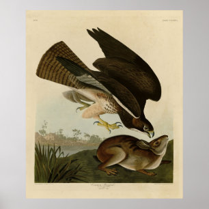 Common Buzzard - from Audubon's Birds of America Poster