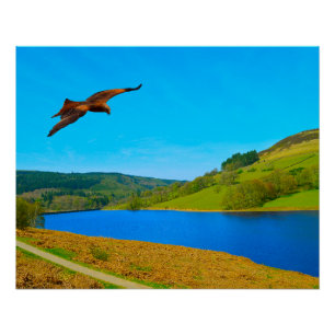 Common Buzzard in flight over Ladybower reservoir Poster
