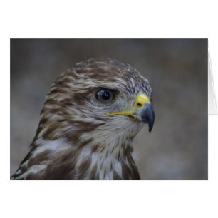 Common Buzzard Portrait