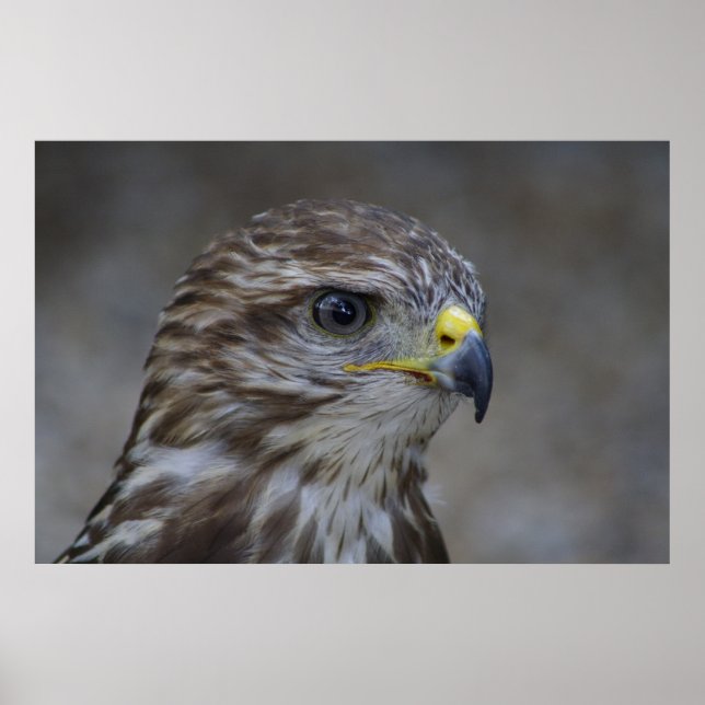 Common Buzzard Portrait Poster (Front)