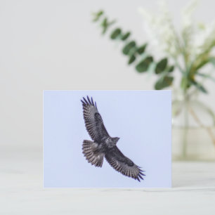 Common Buzzard Postcard