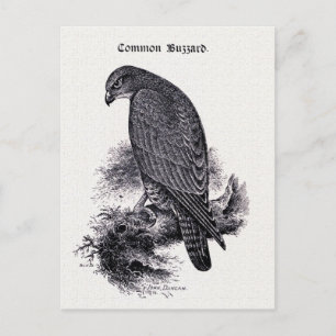 "Common Buzzard" Vintage Illustration Postcard