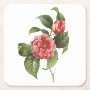 common camellia(Camellia japonica) by Redouté Square Paper Coaster