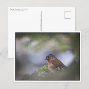 Common Chaffinch Nature Photo Postcard