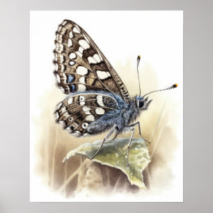 Common Checkered Butterfly Art Print Poster