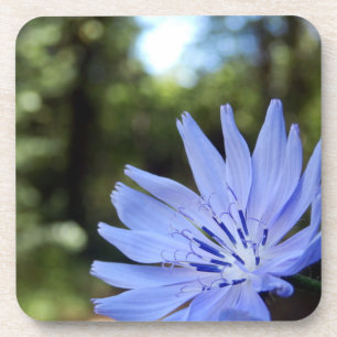 Common Chicory Hard Plastic Coasters