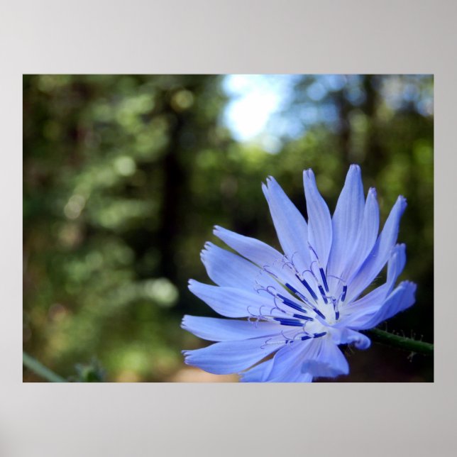 Common Chicory Poster (Front)