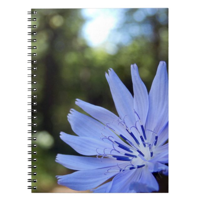 Common Chicory Spiral Photo Notebook (Front)