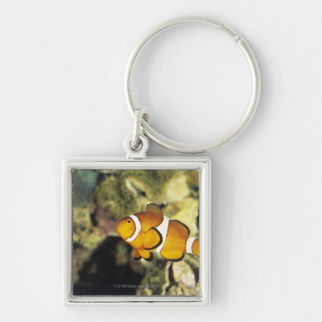 Common clownfish (Amphiprion ocellaris), Key Ring (Front)