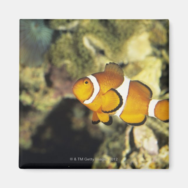 Common clownfish (Amphiprion ocellaris), Magnet (Front)
