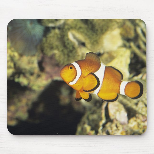 Common clownfish (Amphiprion ocellaris), Mouse Pad (Front)