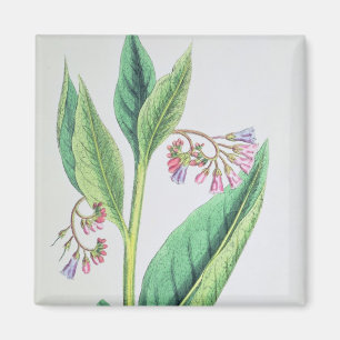 Common Comfrey, plate MCXVI, c.1800 Magnet