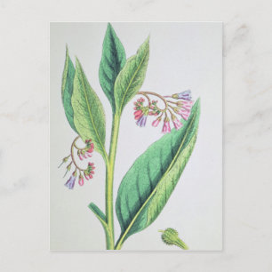 Common Comfrey, plate MCXVI, c.1800 Postcard
