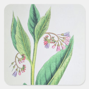 Common Comfrey, plate MCXVI, c.1800 Square Sticker