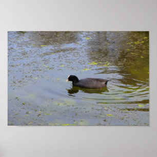Common coot swimming on a pond wildlife animal bir poster