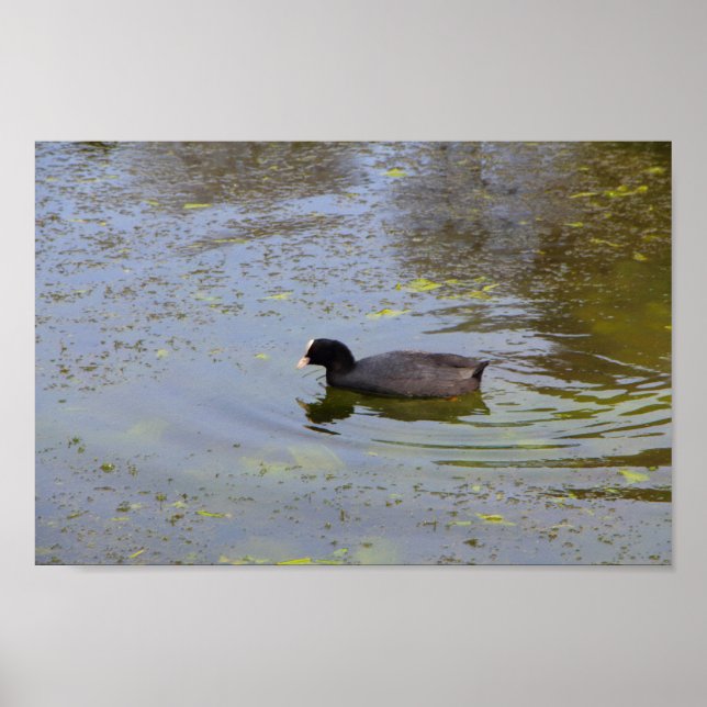 Common coot swimming on a pond wildlife animal bir poster (Front)