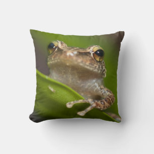 Common coqui, Eleutherodactylus coqui Cushion