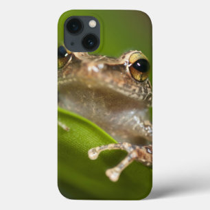 Common coqui, Eleutherodactylus coqui, El iPhone 13 Case