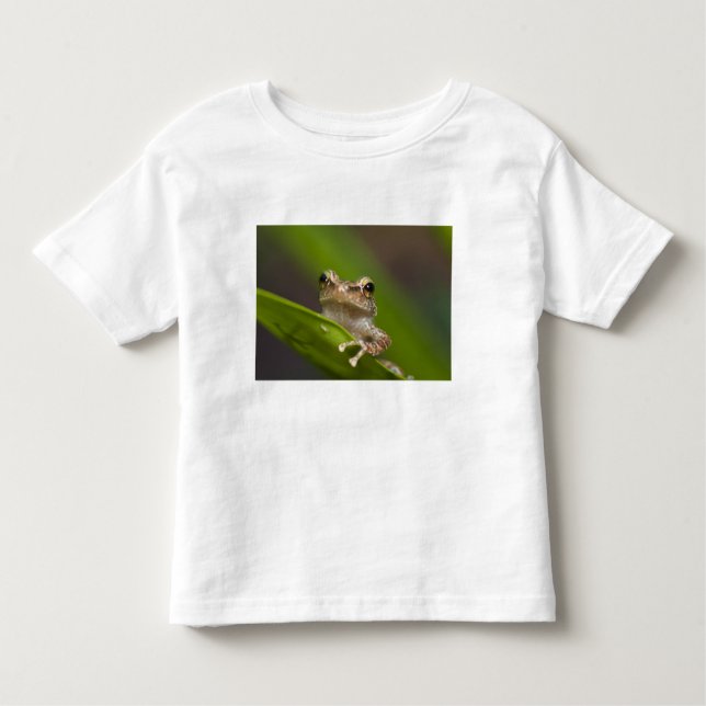 Common coqui, Eleutherodactylus coqui Toddler T-Shirt (Front)
