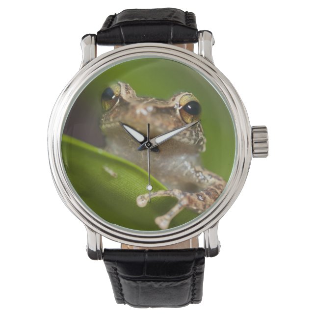 Common coqui, Eleutherodactylus coqui Watch (Front)