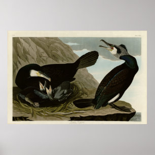 Common Cormorant - from Audubon's Birds of America Poster