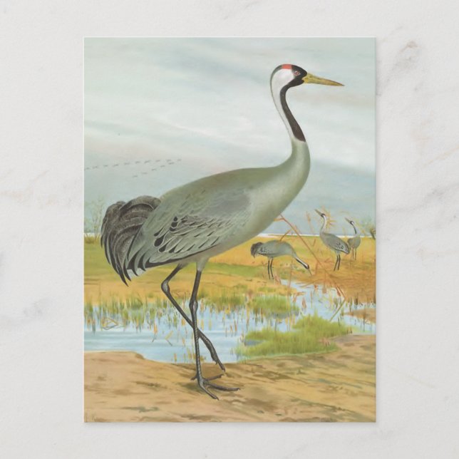 "Common Crane" Postcard (Front)
